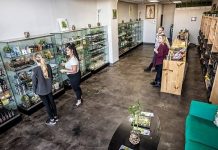 Top Kratom Botanicals in The US Kratom Botanicals