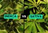 Indica Vs. Sativa: Rewire Your Health By Knowing The Differences Indica Vs. Sativa