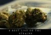 Curious of Highest THC Strains: Here are the 6 Best List THC Strains