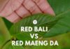 Red Bali Kratom vs Red Maeng Da Kratom Red Bali vs Red Maeng Da
