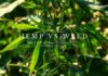 Hemp vs Weed: The Truth About These Two Cannabis Plants Hemp vs Weed