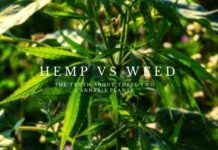 Hemp vs Weed: The Truth About These Two Cannabis Plants Hemp vs Weed