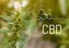 CBD Oil: An Emerging Trend in Canada And Legal Aspects cbd oil canada