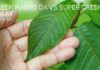 Green Maeng Da vs Super Green Malay green maeng da vs super green malay