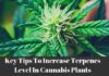 Key Tips to Increase Terpenes Level in Your Cannabis Plants Terpenes Level Cannabis Plant