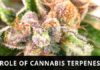 What is The Role of Cannabis Terpenes? Role Cannabis Terpenes