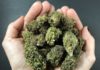 What’s Marijuana or Weed Bud and How It Looks Like? Marijuana or Weed Bud