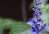 Psychoactive Salvias Effects & Health Risks Psychoactive Salvias