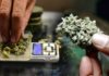 How Much Does A Zip Of Weed Weigh & Cost? A Zip Of Weed