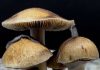 6 Types of Psychedelic Mushrooms With Their Effects Psychedelic Mushrooms