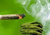 Burning Kratom: How Does It Work & Will It Get You High? Burning Kratom