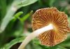 Step By Step Guide To Grow Magic Mushrooms Grow Magic Mushrooms