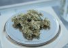 How Long Does Edible Weed Stay In Your System For Urine Testing? Edible Weed