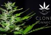 Clone Connect Review | Industrial Hemp Farms clone connect