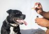 Can We Give CBD Oil To Dogs: A Complete Guide CBD Oil for Dogs