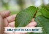 Best Kratom Stores in San Jose, California Kratom Stores in San Jose