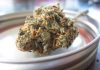 Best CBD Flower Strains & How To Use It CBD Flower Strains
