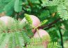Mimosa Hostilis – The Tree of Skin Mimosa Hostilis
