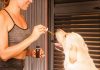 Can You Feed CBD Oil To Your Dog With No Side Effects? CBD Oil To Dogs