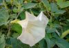 Is It Possible To Get High On Datura? Datura