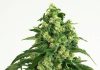Girl Scout Cookies Feminized Seeds Girl Scout Cookies Feminized Seeds