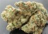 Sour Cookies Strain Review Sour Cookies Strain