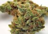 Northern Lights Strain Information & Review Northern Lights Strain