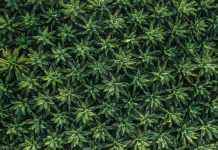 Mistakes To Avoid When Growing Cannabis Growing Cannabis