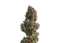Runtz – A Deep Look Into This Hybrid Marijuana Strain Runtz Hybrid Marijuana Strain