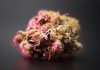 Smoke Signals: What Terpenes Reveal About Marijuana Strain Terpenes Reveal About Marijuana Strain
