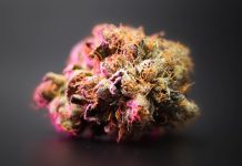 Smoke Signals: What Terpenes Reveal About Marijuana Strain Terpenes Reveal About Marijuana Strain