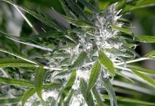 Mastering Trichome Evaluation: What Do Trichomes Look Like When Ready to Harvest? Cannabis Trichome